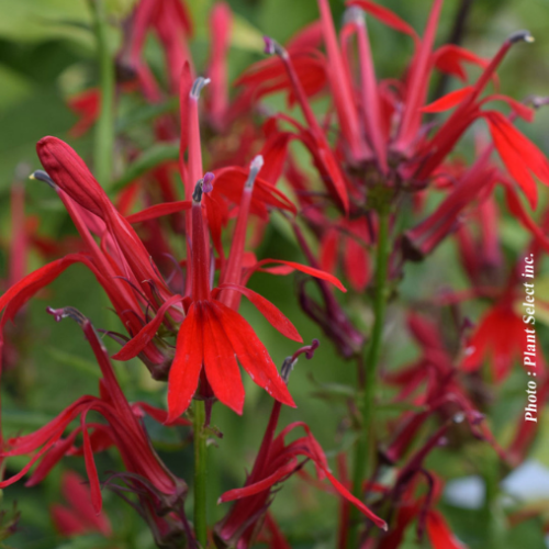 Lobelia cardinalis - 1g