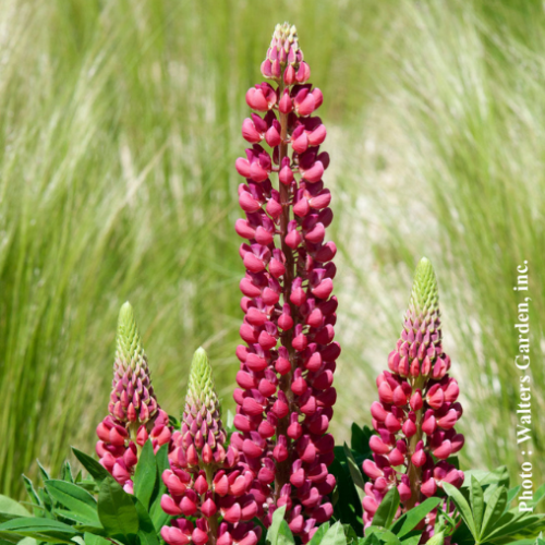 Lupinus Mini Gallery 'Red' - 2g