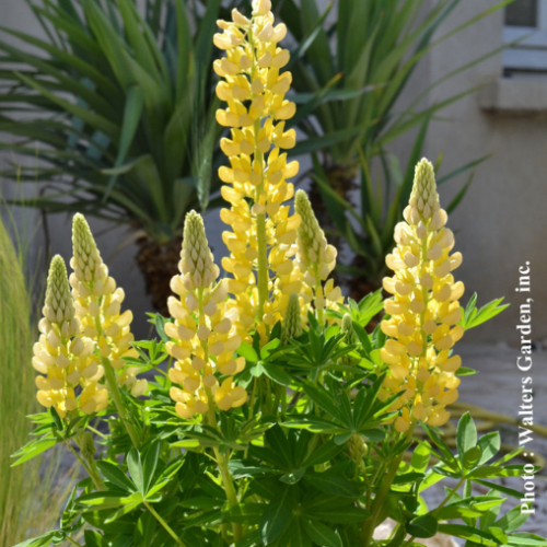 Lupinus Mini Gallery 'Yellow' - 1g