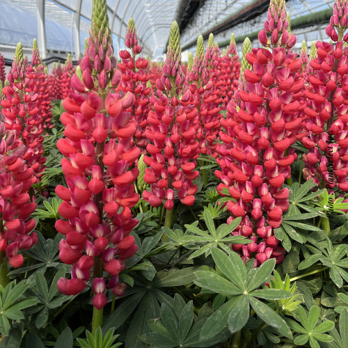 Lupinus Westcountry 'Red Rum'