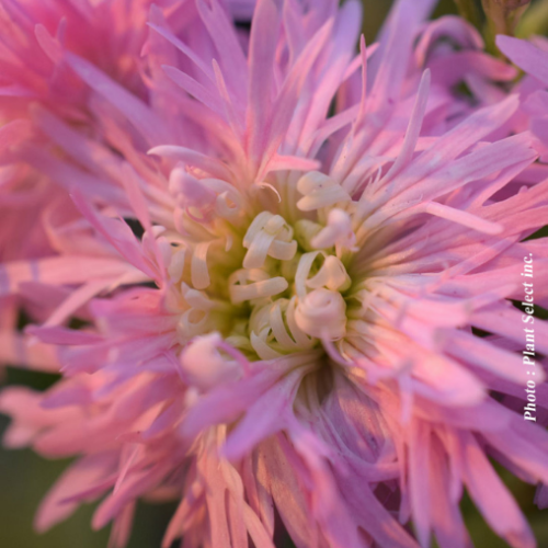 Lychnis 'Petite Jenny' - 1g