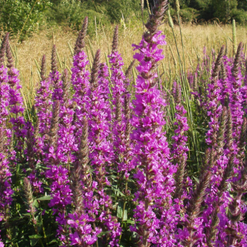 Lythrum 'Morden's Gleam' - 2g