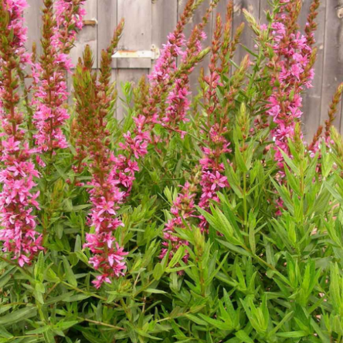 Lythrum 'Terra Nova'
