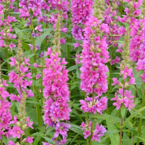 Lythrum 'Robert' - 2g