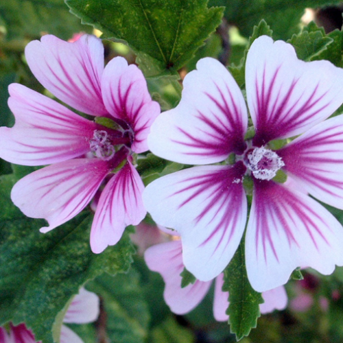 Malva sylvestris 'Zebrina'