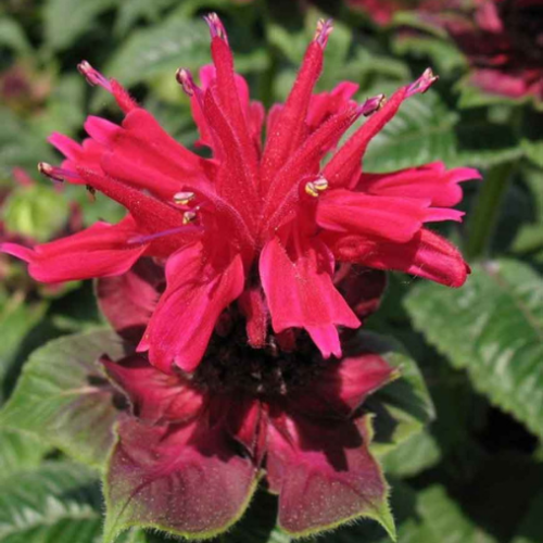 Monarda 'Fireball' - 1g