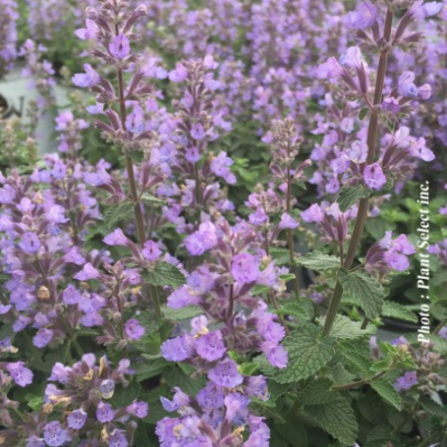 Nepeta 'Cat's Pajamas' - 1g