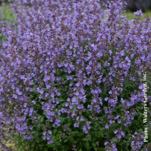 Nepeta 'Kitten Around' - 1g