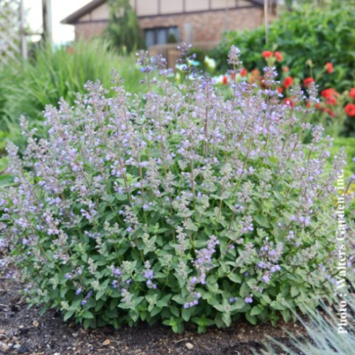 Nepeta 'Purrsian Blue'