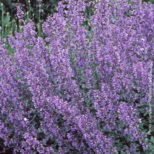 Nepeta 'Walker's Low'