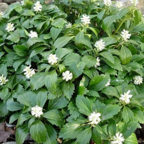 Pachysandra terminalis 'Green Sheen' - 1g