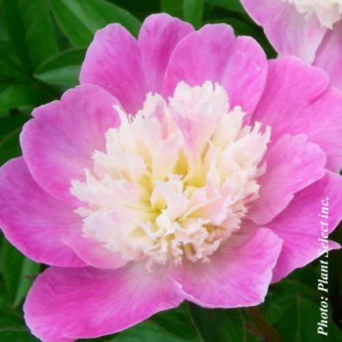 Paeonia 'Gay Paree' - 2g
