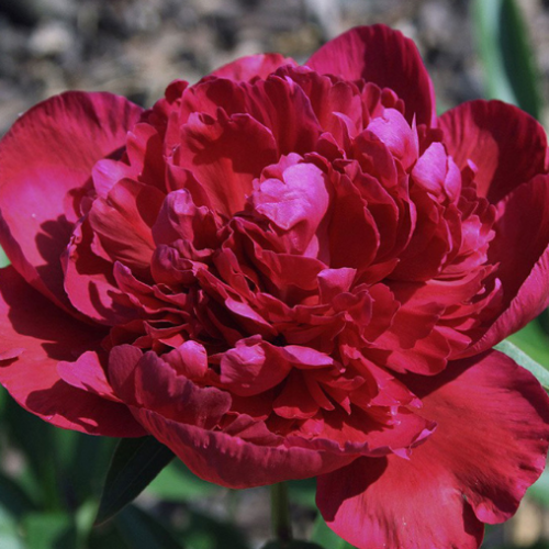 Paeonia 'Inspecteur Lavergne' - 2g