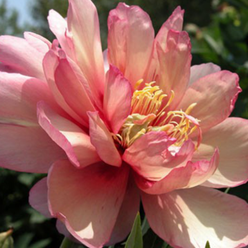 Paeonia Itoh 'Julia Rose' - 2g