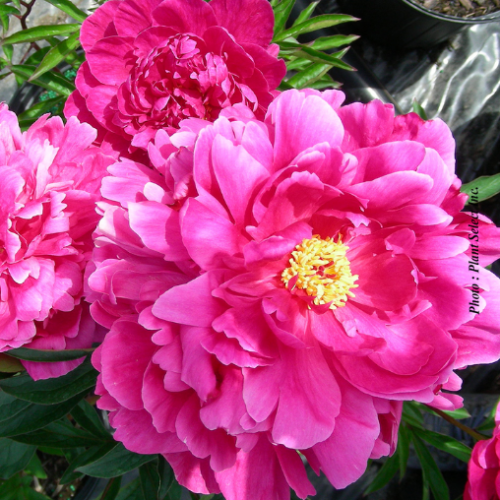 Paeonia 'Kansas' - 2g