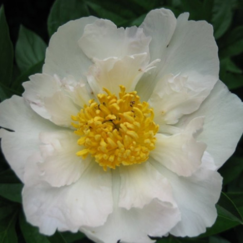 Paeonia 'Krinkled White' - 2g