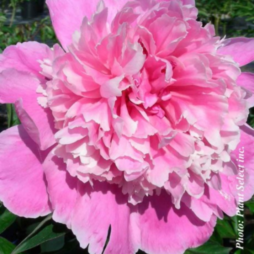 Paeonia 'Sarah Bernhardt' - 2g
