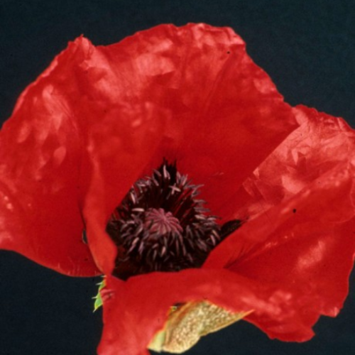 Papaver 'Beauty of Livermere' - 1g