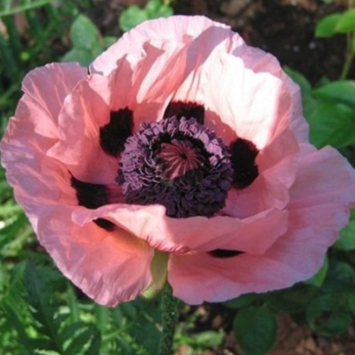 Papaver 'Princess Victoria Louise' - 1g
