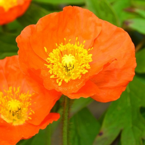Papaver 'Spring Fever Orange' - 1g