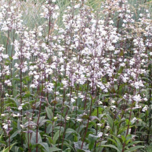 Penstemon 'Husker's Red' - 1g