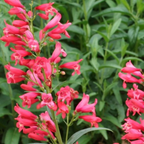 Penstemon 'Red Ridding Hood' - 1g