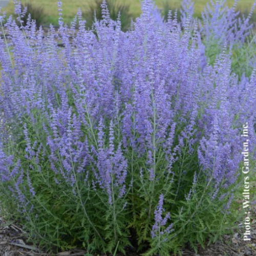 Perovskia 'Blue Jean Baby' 