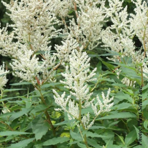 Persicaria 'Polymorpha'