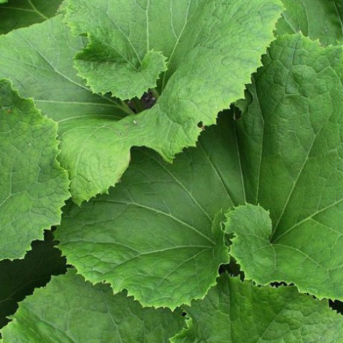 Petasites Japonicus var. 'Giganteus'