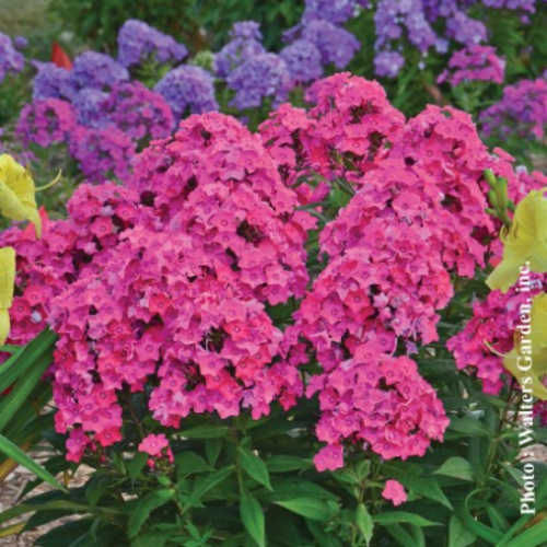 Phlox Garden Girl 'Glamour Girl'