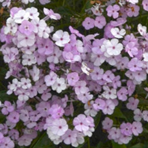 Phlox 'Opening Act Blush' - 1g