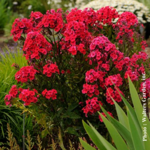 Phlox paniculata 'Red Riding Hood'