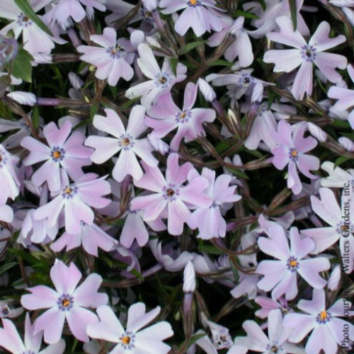 Phlox subulata 'Emerald Blue'