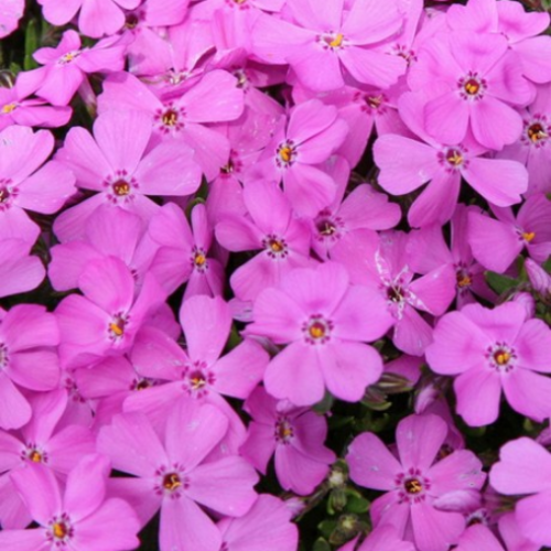 Phlox subulata 'Emerald Pink' - 1g