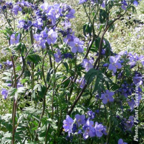 Polemonium 'Bressingham Purple' - 1g