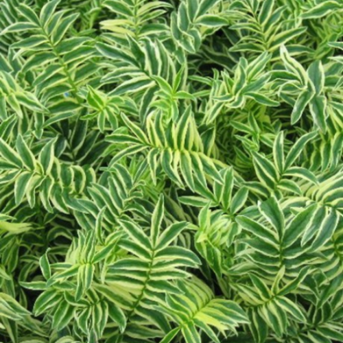 Polemonium 'Brise d'Anjou' - 1g