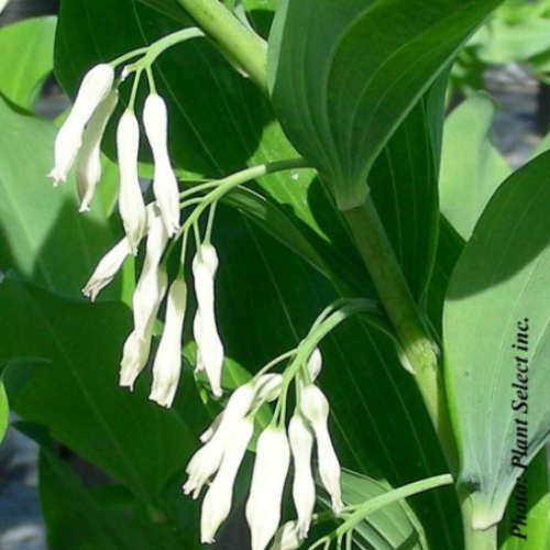 Polygonatum multiflorum - Sceau de Salomon