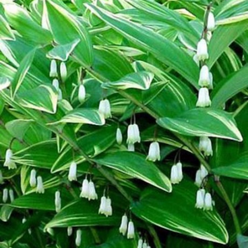 Polygonatum multiflorum 'Variegatum'