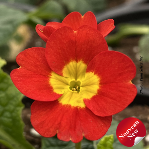 Primula Crescendo 'Bright Red' - 1g