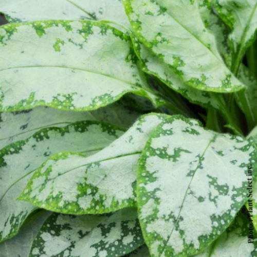 Pulmonaria 'High Contrast' - 1g