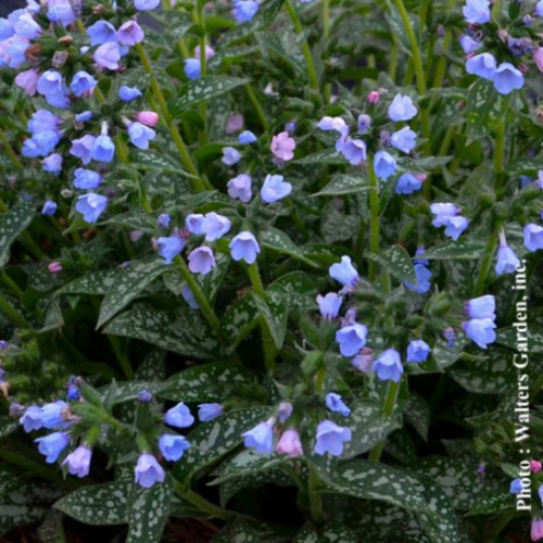 Pulmonaria 'Twinkle Toes' - 1g
