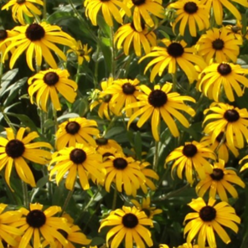 Rudbeckia 'American Gold Rush'