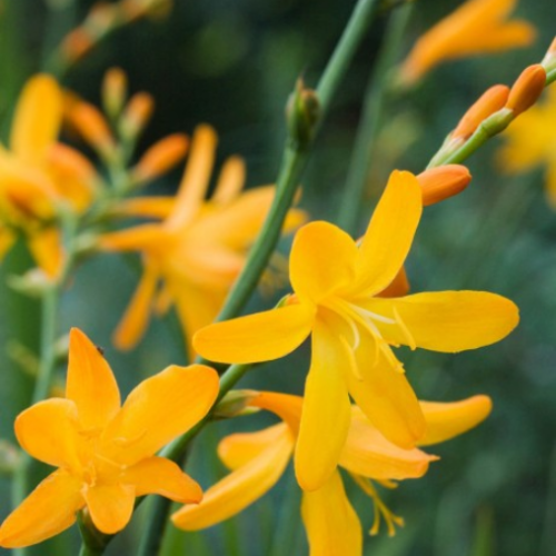 Crocosmia 'George Davidson' - 1g