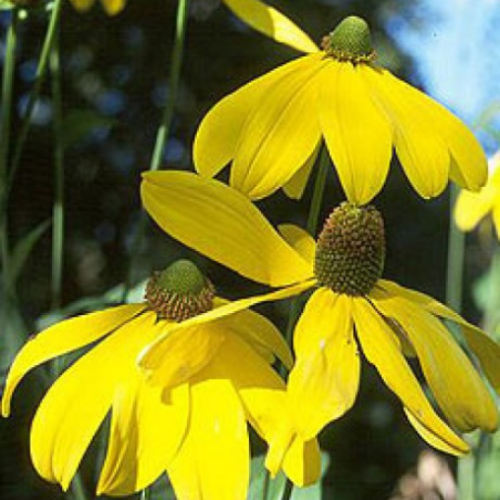 Rudbeckia nitida 'Herbstsonne' - 2g
