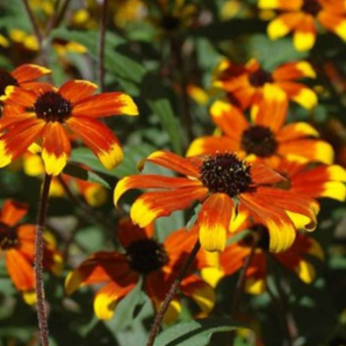 Rudbeckia 'Prairie Glow' - 2g
