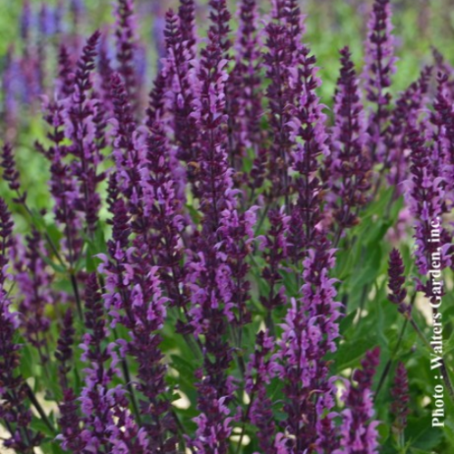 Salvia 'Bumbleberry' - 1g