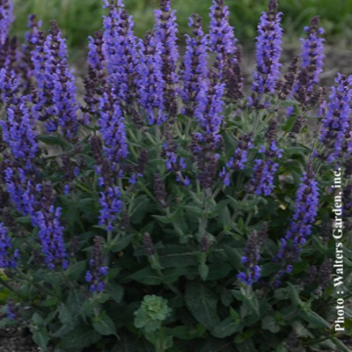 Salvia 'Bumbleblue' - 1g