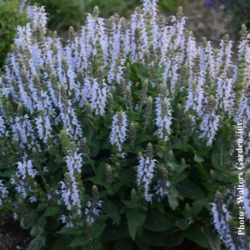 Salvia 'Bumblesky' - 1g