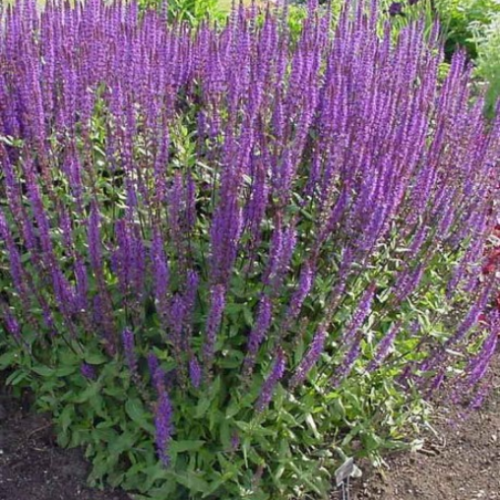 Salvia Caradonna