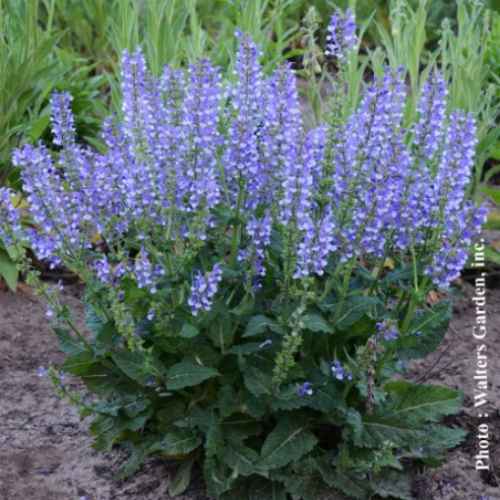 Salvia Color Spires 'Azure Snow' - 2g